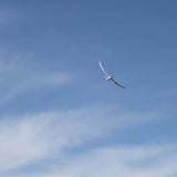 E-flite Night Radian 2.0m PNP